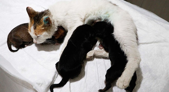 Yavru köpeklere, yavrularını kaybeden kedi sütanne oldu