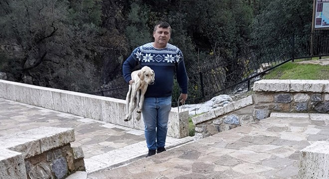 Yaylaya bırakılan köpeklere Kemer Belediyesi sahip çıktı