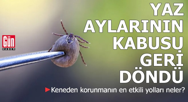 Yaz aylarının kabusu geri döndü! Keneden korunmanın en etkili yolları neler?