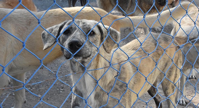 Yazlıkçılar her yıl onlarca köpeği sokağa bırakıyor