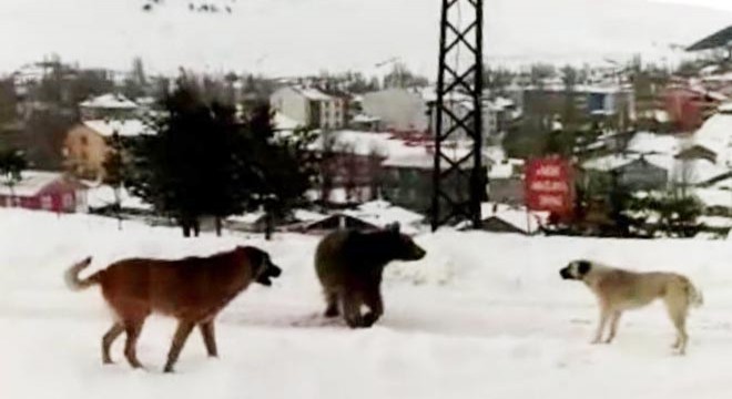 Yemek arayan boz ayının köpeklerle mücadelesi