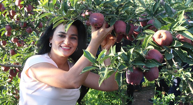 Yeşilköy de elma hasadı başladı