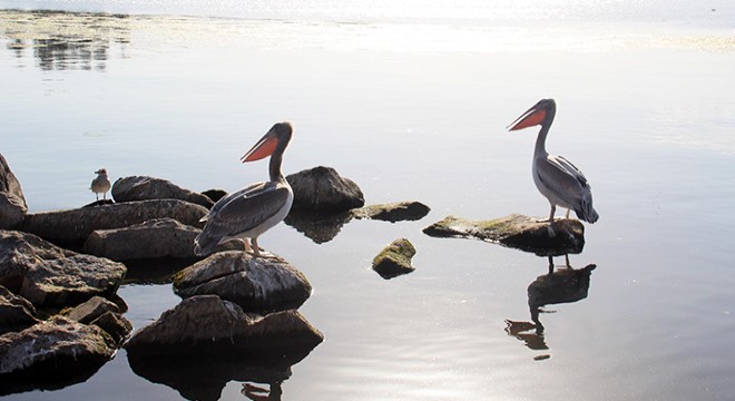 Yiğit ve Ömür ismi verilen pelikanlar Çıldır Gölü nü mekan tuttu