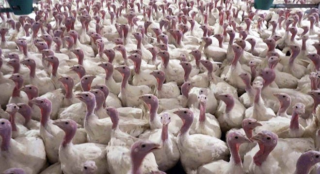 Yılbaşının sembolü Antalya'da el yakıyor