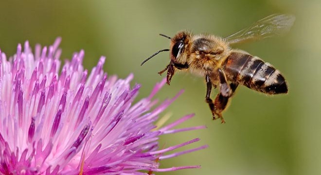 Yılda 800 ana arı üretimi yapıyorlar