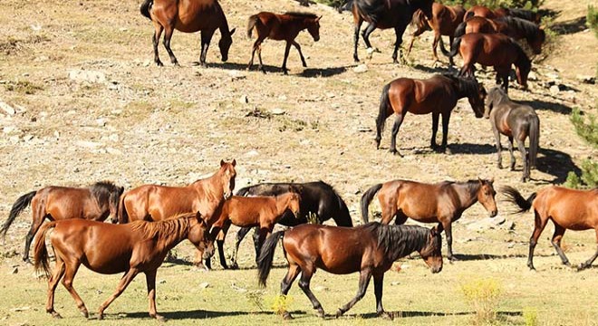 Yılkı atları, doğal ortamında görüntülendi
