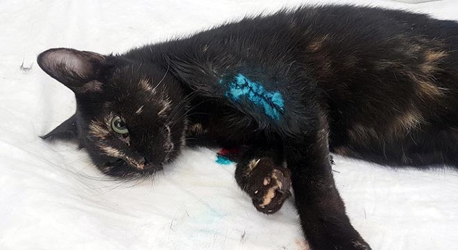 Yırtıcı hayvan saldırısına uğrayan kediye tedavi