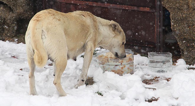 Yoğun kar yağışında sokak hayvanları unutulmadı