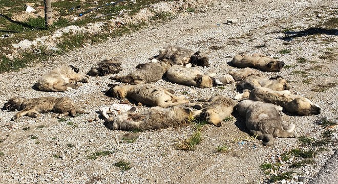 Yol kenarında 13 köpek ölüsü bulundu