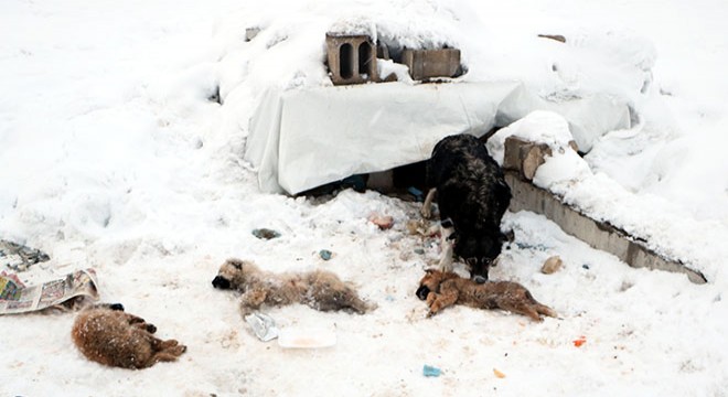 Yüksekova da dondurucu soğuklar: 3 yavru köpek öldü