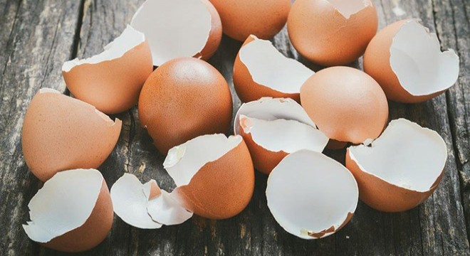 Yumurta kabuklarında  salmonella bakterisi  uyarısı