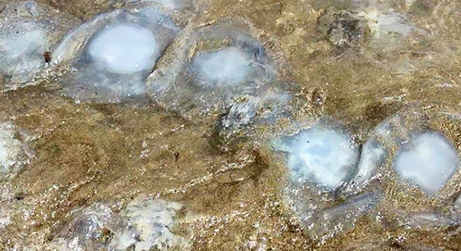 Yumurtalık Lagünü sahiline vuran binlerce denizanası görüntülendi