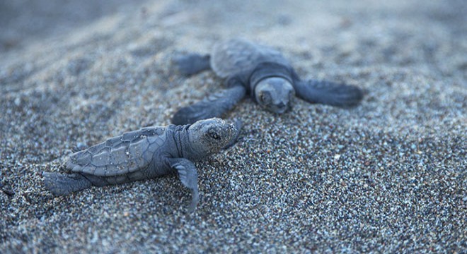 Yuvadan çıkan deniz kaplumbağaları, denizle buluştu