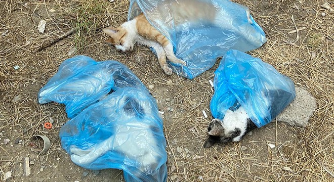 Zehirlendikleri öne sürülen 15 kedi ile 1 köpek ölü bulundu