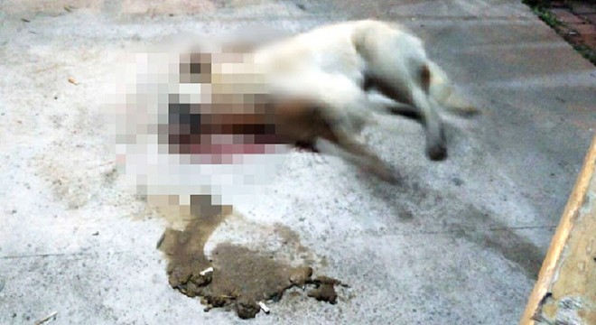 Zehirlenen 5 sokak köpeği öldü: 1 gözaltı