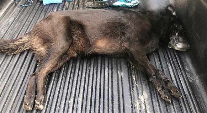 Zehirlenen köpek veterinere götürülürken öldü