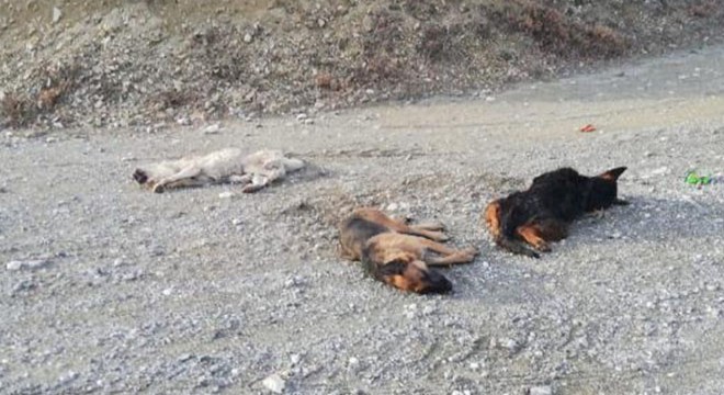 Zehirli et ve kek verilen 4 sokak köpeği öldü