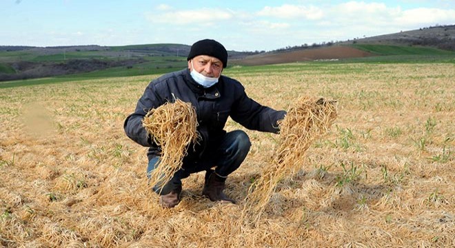 Zirai don buğday tarlalarının sararmasına neden oldu