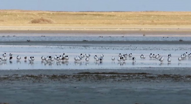 Ziyaretçi sayısı azalan göle, kuşlar akın etti