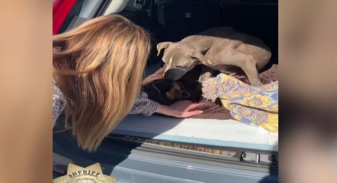 Zoey isimli kayıp köpek 12 yıl sonra bulundu