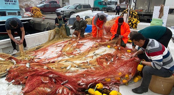Zonguldak ta balıkçının ağlarına 2 ton sarı kanat takıldı