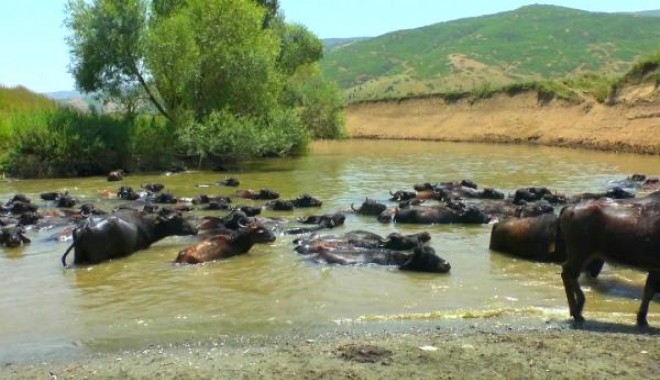 Sıcaktan bunalan hayvanlar, nehirde serinletiliyor
