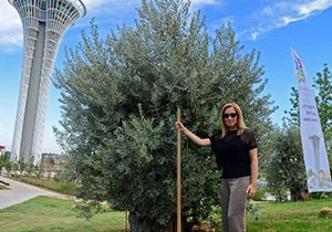 Lara Fabian konser öncesi zeytin ağacı dikti