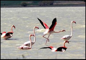 Gölde flamingo heyecanı