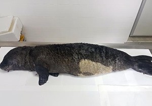 Akdeniz foku müzede sergilenecek