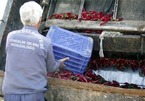 Antalya da 2 ton biber daha imha edildi