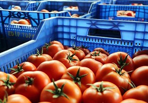 Rusya ya ilk domates ihracı
