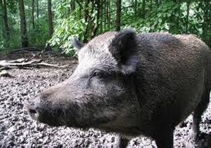 AKP li vekilin ağabeyine domuz saldırdı