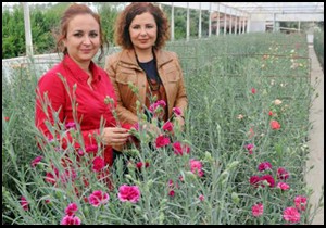 Türkiye nin ilk yerli ıslah karanfilleri çiçek açtı