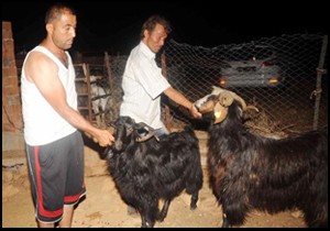 Çaldığı keçileri midibüse bindirirken yakalandı