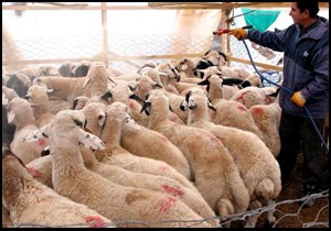 Koyunların boyanması nedeniyle 2 bin ton yün çöpe gidiyor