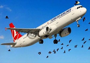 THY Antalya uçağına kuş çarptı