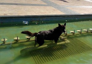 Sıcaktan bunalan köpek havuzda serinledi