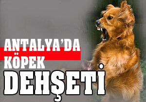 Antalya da köpek dehşeti