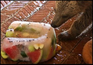 Sıcaktan bunalan hayvanlara buzlu meyve servisi