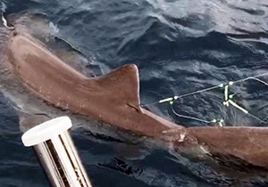Oltayla 326 kiloluk köpekbalığı yakaladı, korkudan çekemedi