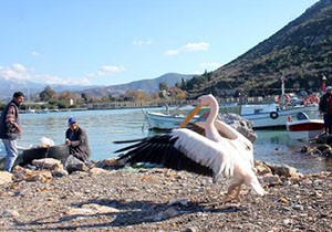 Gazipaşalı balıkçıların maskotu pelikan  Abbas 