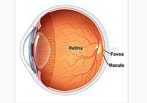 Türkiye de ilk retina nakli