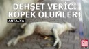 Antalya'da dehşet verici köpek ölümleri!