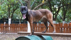 Antalya'nın ilk enkaz arama köpeği ‘Tina’ oldu