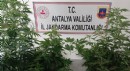 Kumluca'da eve uyuşturucu baskını