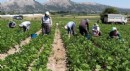 Mevsimlik tarım işçileri için önemli adım