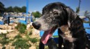 Sel felaketinden kurtarılan 30 köpek, tedavi ediliyor
