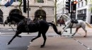 Süvari atları Londra’nın caddelerine kaçtı, yaralılar var