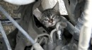 TEM'de sürücülerin kedi kurtarma seferberliği