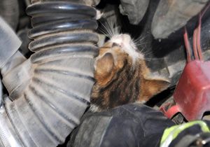 Motor bölümünde bir yavru kedi